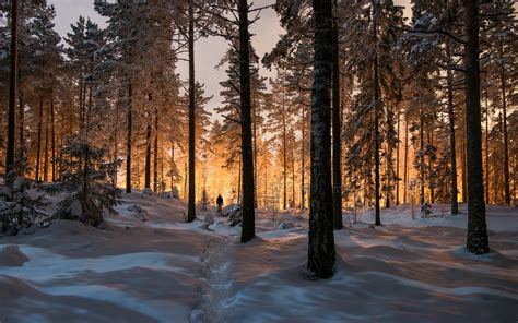 Landscape Nature Winter Forest Sunrise Sunlight