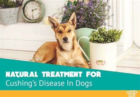 Herbal Remedies For Cushings Disease In Dogs Ng