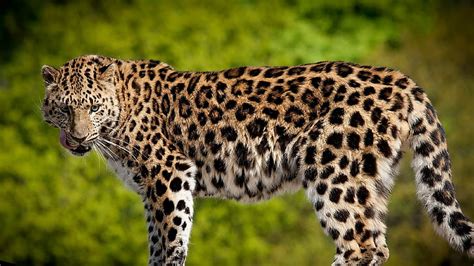 Leopardo en fotografía de primer plano leopardo 4k Fondo de pantalla