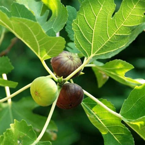 Fig Tree Anjeer Fruit Common Fig Fruit Plant Ks Garden Nursery