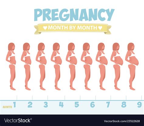 Pregnant Beautiful Woman Infographics Female Vector Image