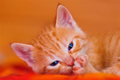 Orange Tabby Kitten Hd Wallpaper Wallpaper Flare