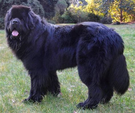 Collection 99 Images Pictures Of A Newfoundland Dog Sharp