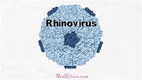 Human rhinoviruses (hrvs) were first discovered in the 1950s in an effort to identify the etiology of the common cold. Rhinovirus - Common Cold - YouTube