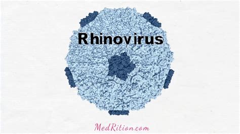 Gwaltney jm jr, druce hm. Rhinovirus - Common Cold - YouTube