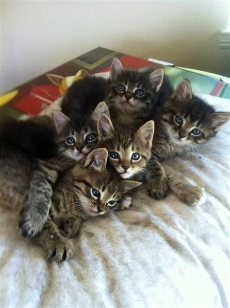 This Kitten Cuddle Puddle Kitten Cuddle Kittens Cutest Cute Cats