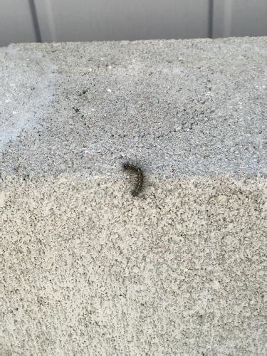 臨界ダイバー 歌ってみたのはメガテラ・ゼロ — 臨界ダイバー 歌ってみたのはメガテラ・ゼロ 03:17. 最も人気のある 小さい 毛虫 みたい な - 画像ブログ