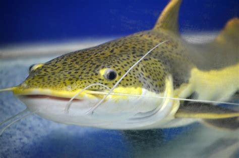Jul 04, 2014 · one of the first signs of being catfished is how quickly they were willing to get deeper involved. How to Know if You're Being Catfished | TechNadu