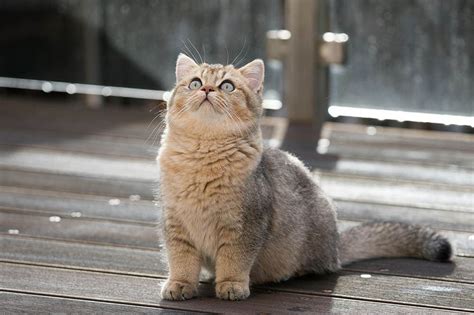 Tabby British Shorthair Cat Facts Origin And History With Pictures