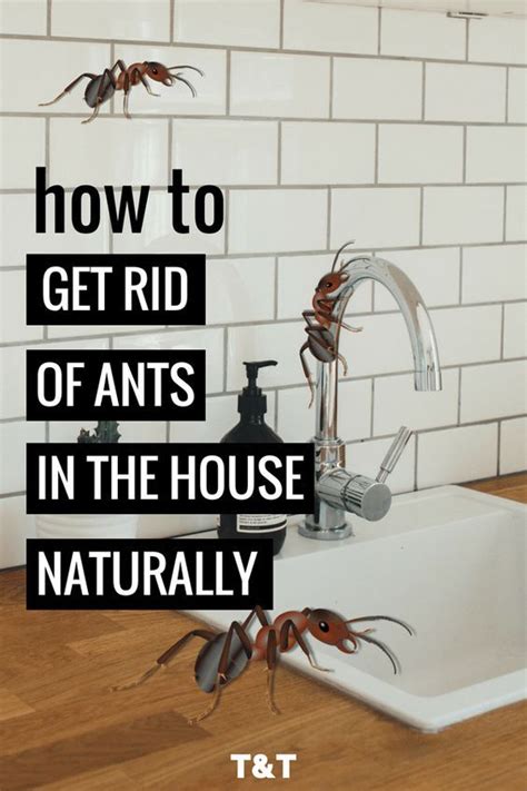 Those little brown ants that make mounds in the pavement), pharaoh ants (golden ants with voracious appetites), and argentine ants (long dark ants). How to Get Rid of Ants in the House Naturally | Get rid of ...