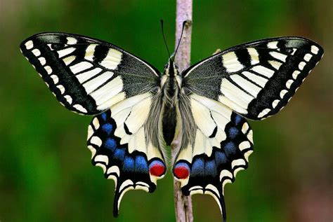 Familia Papilionidae Fluturii Coad De R Ndunic De Tep I Ro