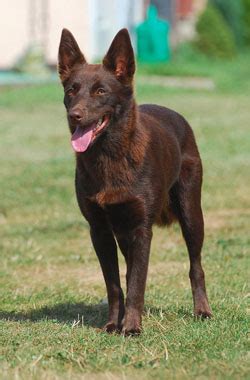 Australian Kelpie Info, Puppies, Mix, Temperament, Pictures