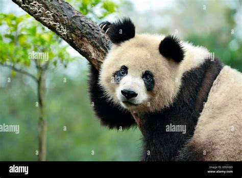 El Panda Gigante Ailuropoda Melanoleuca Colgado De Un árbol Cautiva