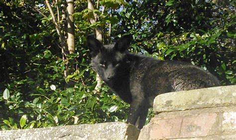 Black Fox Pictures Of Rare Animal In Britain Nature