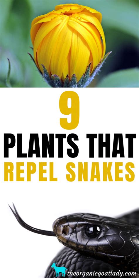 How To Prevent Snakes In Your Garden How To Keep Snakes Out Of Your