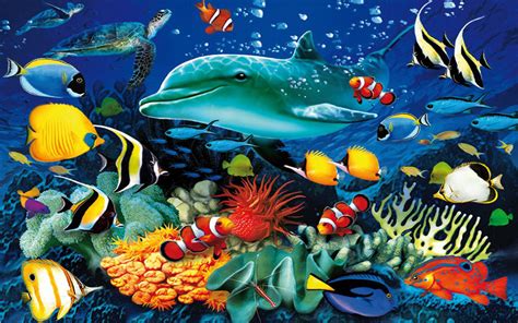 Ocean Animals Wallpaper 52 Images