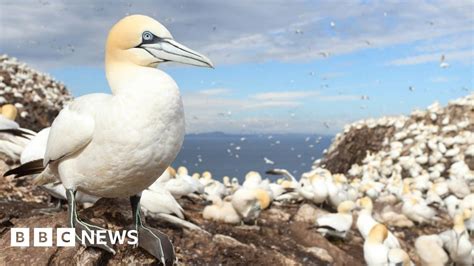Bass Rock S Gannet Colony Recovering After Avian Flu Bbc News