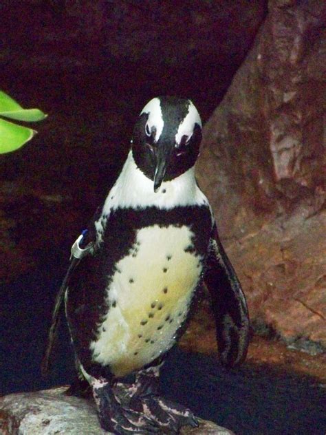 National geographic society penguin pictures animal pictures les bahamas. Mr. Popper's real life penguin | Cute animals, Animals ...