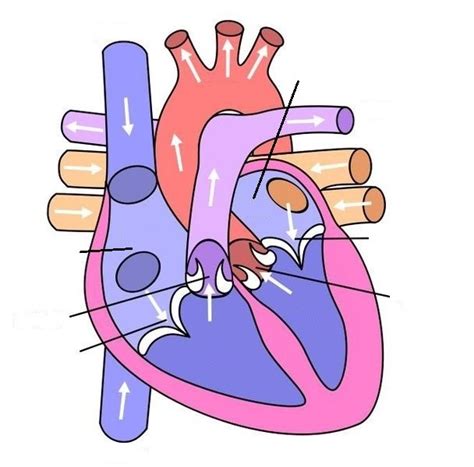 Bio Heart Diagram Quizlet
