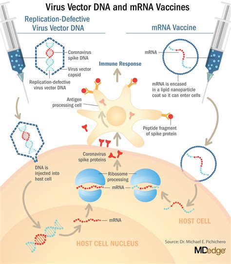 understanding messenger rna and other sars cov 2 vaccines the hospitalist