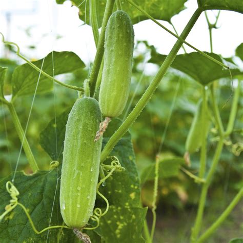 Brown slug decided to slime his way over to the cucumber starts and eat them all. How to Care for Cucumber Plants | eHow