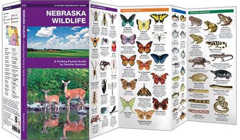 Nebraska Wildlife Pocket Guide