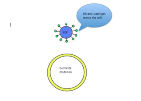 Here, we describe the functional interaction between cxcr4 and ccr5 to exert specific biological functions and modulate t lymphocyte responses. CCR5 | EvolutionShorts