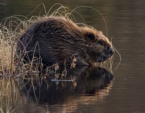 Abes Animals Pictures Of Differences Between A North American Beaver