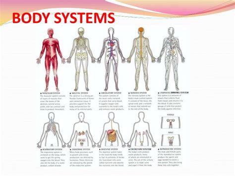 Ppt The Body Systems Powerpoint Presentation Id Hot Sex Picture