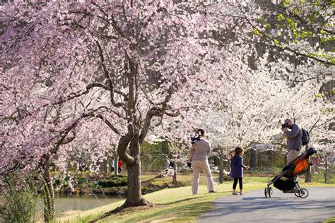The Cherry Blossoms Of Meadowlark Gardens A Gorgeous And Easy