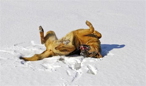 Crazy German Shepherd Behavior Discover The Why And How World Of Dogz