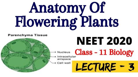 Anatomy Of Flowering Plants Lecture 3 Parenchyma Tissue Neet
