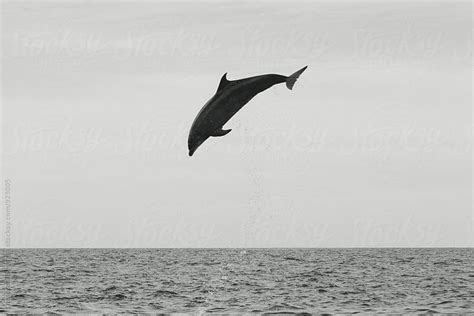 Dolphin Leaping In Pacific Ocean By Stocksy Contributor Cameron