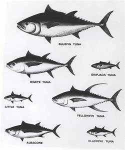 Tuna Facts Tuna Recipes