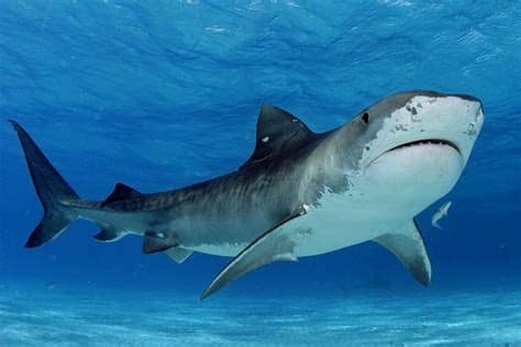 Bull shark vs tiger shark comparison. Dr Hammerhead: a topic to sink your teeth into | Le ...