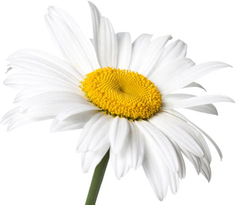 common daisy white