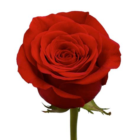 Globalrose 50 Red Roses Fresh Flower Delivery 50 Birthday Red Roses The Home Depot