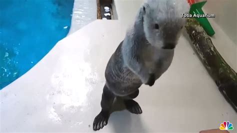 Watch This Sea Otter Walk On Its Hind Legs Nbc 5 Dallas Fort Worth
