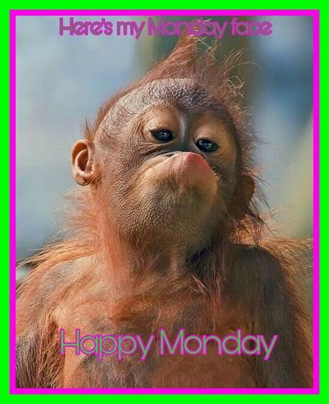 Happy Monday Monkey Pictures Monkeys Funny Silly Faces