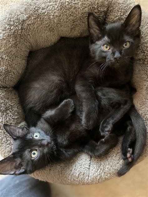 The Only Thing Better Than Adopting A Black Kitty Is Adopting Two Black