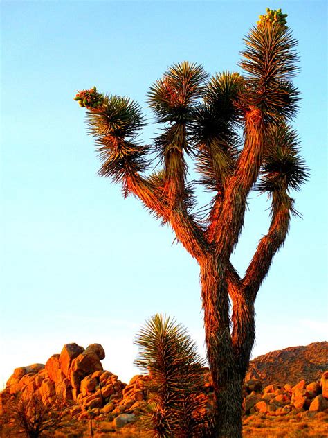 Joshua Tree At Sunrise Photograph By Randall Weidner Fine Art America