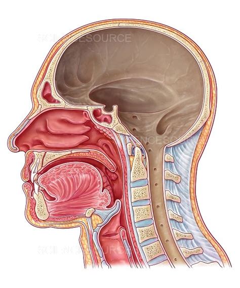 Mouth And Throat Anatomy By Maurizio De Angelis Science Photo Library