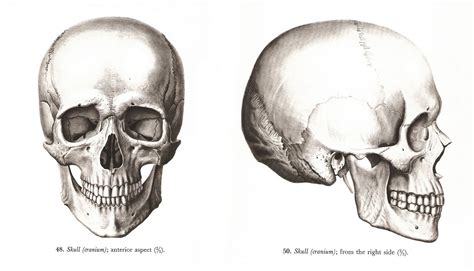 Pin By Chatillon S On Anatomía In 2022 Skull Anatomy Skull Sketch