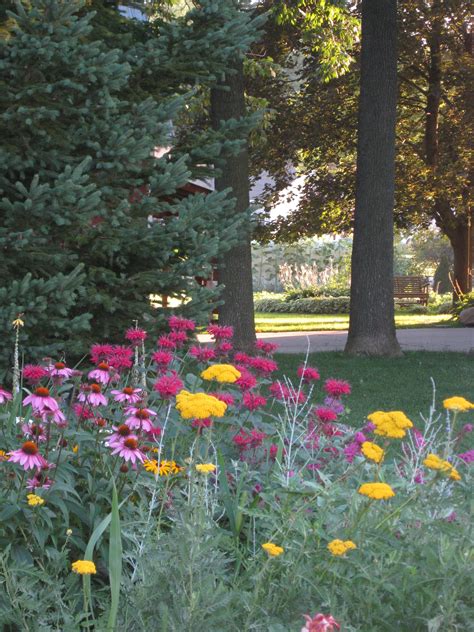 Wild bee balm's closest cousin is monarda didyma which is red and is common in cultivated gardens. Bee balm, purple cone, yellow yarrow and russian sage ...