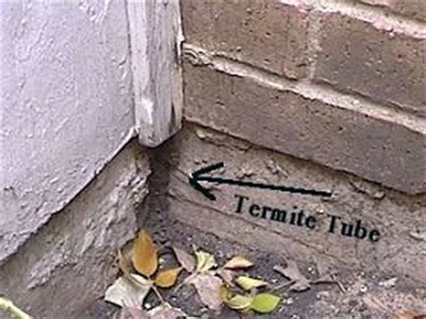 Termite Inspections – Got Bugs