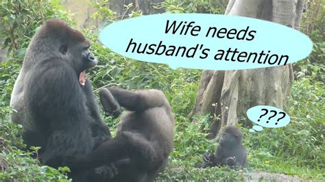 Between Gorilla Couple Love Me Djeeco And Tayari 金剛猩猩夫婦 需要老公的關愛