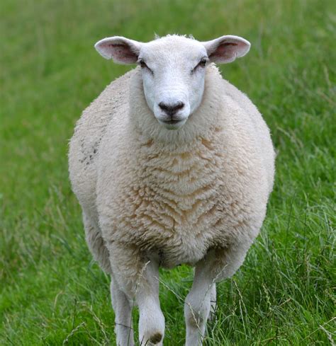 Domestic Sheep Ovis Aries Are Quadrupedal Ruminant Mammals Typically