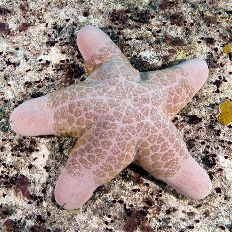 Sea Stars And Beautiful Starfish Images Living Oceans