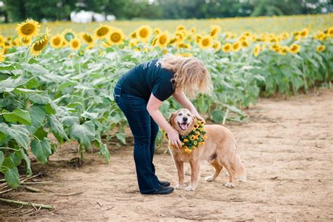 Adorable Sunflower And Dog Photos Ooltewah Tn Nelya