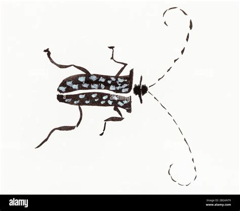 Brush Beetle Cut Out Stock Images And Pictures Alamy